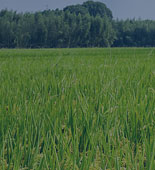 農(nóng)業(yè)